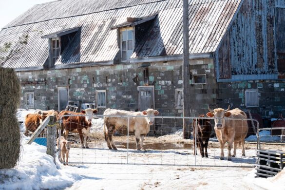 Rural Quebec farm. Image source: https://www.pexels.com/photo/rural-quebec-farm-with-cattle-in-winter-29719363/