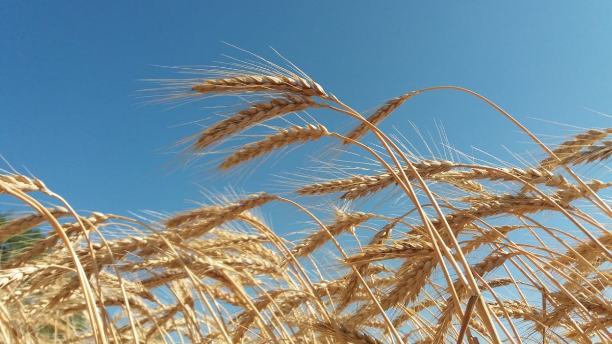 Strengthening Canada’s Agricultural Sector: Federal, Provincial, and Territorial Ministers Join Forces
