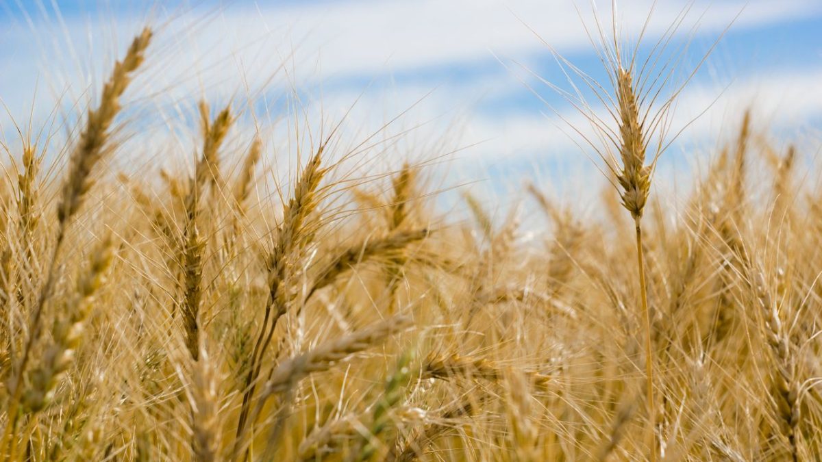 Canada Unveils $3 Billion National Food Security Strategy to Strengthen Domestic Food Supply